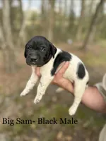Big Sam , a male German Shorthaired Pointer for sale in Aynor, SC – Photo 3 of 4
