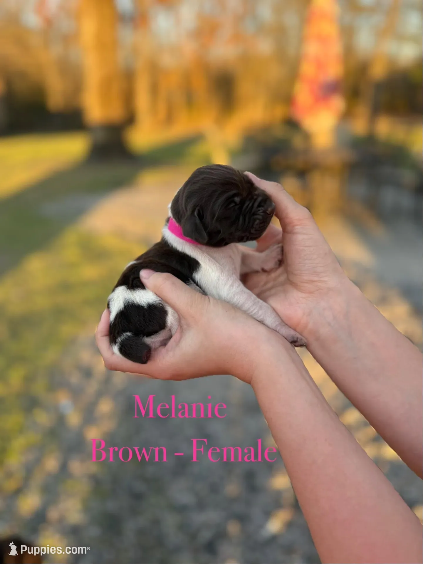 Melanie , a female German Shorthaired Pointer for sale in Aynor, SC – Photo 3 of 4