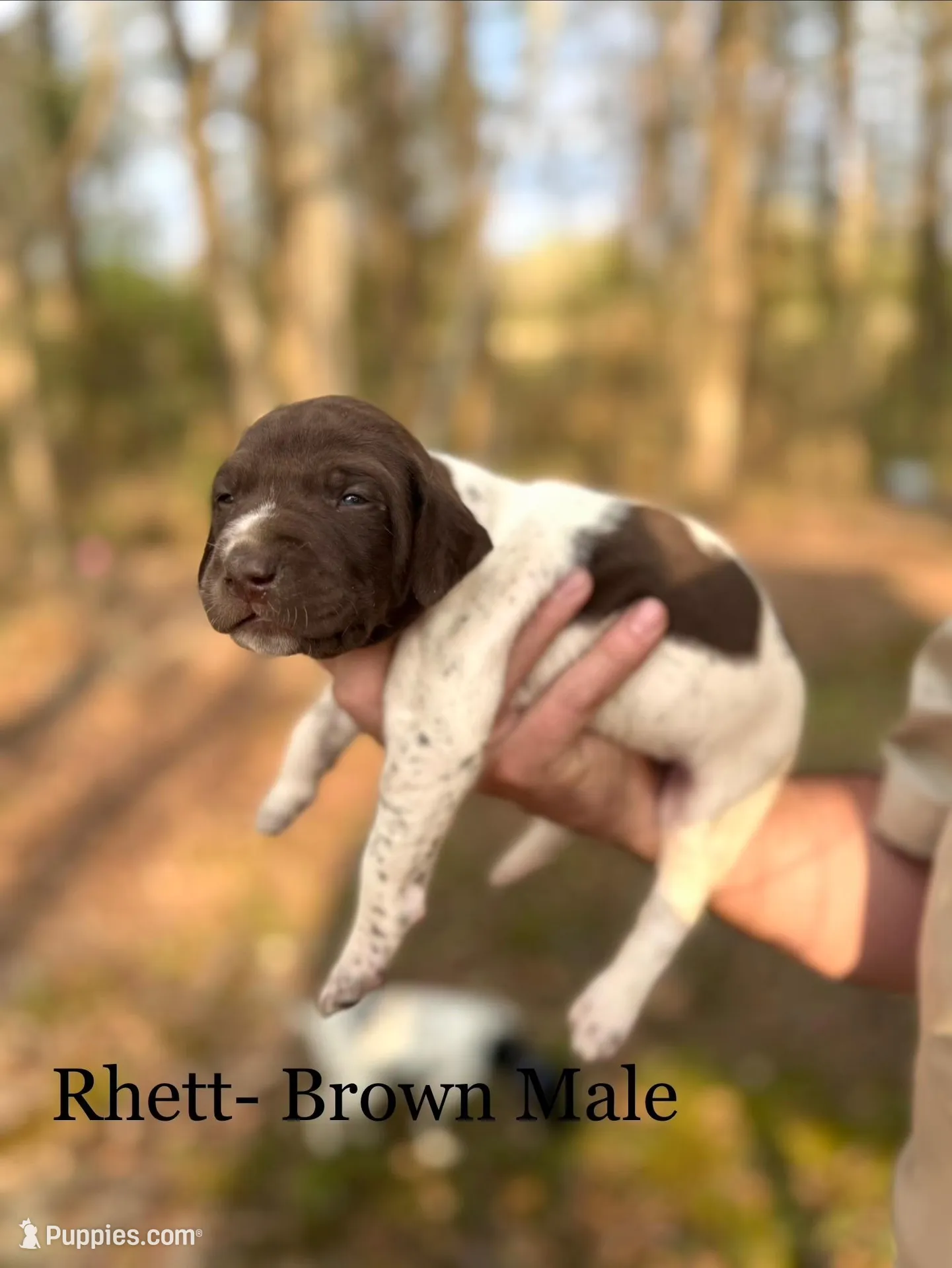 Rhett  – German Shorthaired Pointer puppy for sale in Aynor, SC