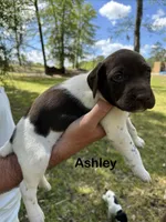 Ashley , a male German Shorthaired Pointer for sale in Aynor, SC – 4 of 8