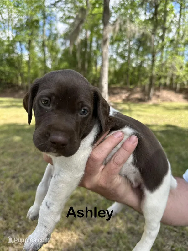 Ashley  – German Shorthaired Pointer puppy for sale in Aynor, SC