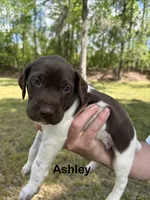 Ashley , a male German Shorthaired Pointer for sale in Aynor, SC – 3 of 8