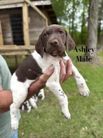Ashley , a male German Shorthaired Pointer for sale in Aynor, SC – 2 of 8