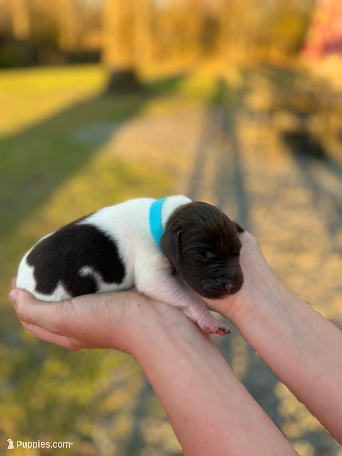 Ashley , a male German Shorthaired Pointer for sale in Aynor, SC – Photo 4 of 4