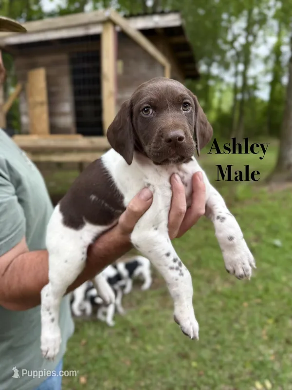 Ashley  – German Shorthaired Pointer puppy for sale in Aynor, SC