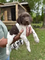 Ashley , a male German Shorthaired Pointer for sale in Aynor, SC – 1 of 8