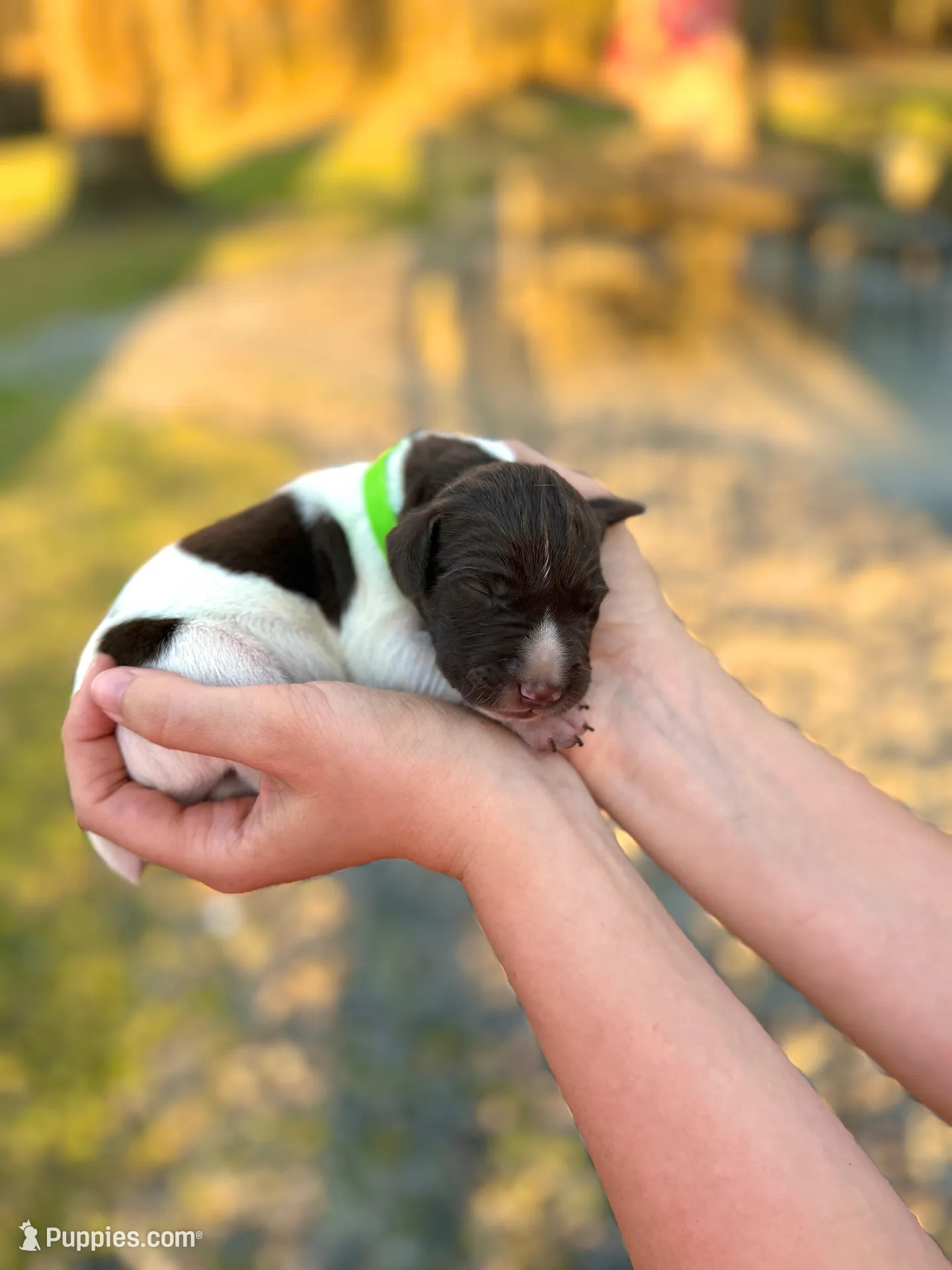 Rhett , a male German Shorthaired Pointer for sale in Aynor, SC – Photo 4 of 4