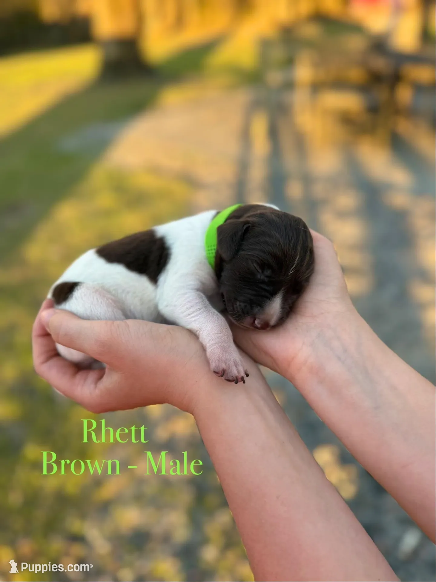 Rhett , a male German Shorthaired Pointer for sale in Aynor, SC – Photo 3 of 4