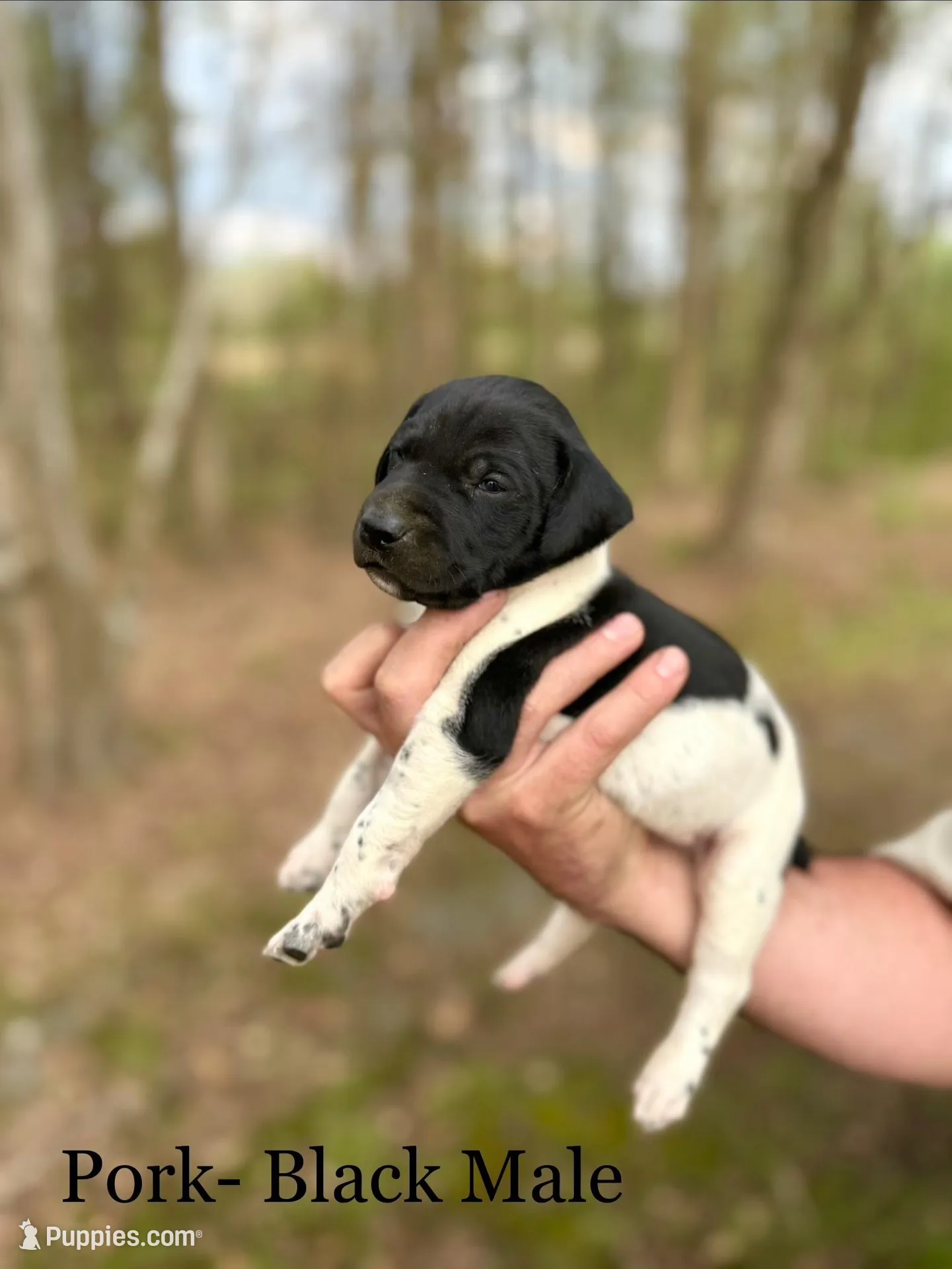 Pork  – German Shorthaired Pointer puppy for sale in Aynor, SC