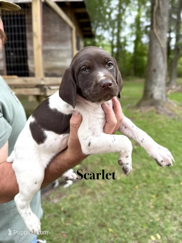 Scarlet  – German Shorthaired Pointer puppy for sale in Aynor, SC