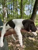 Scarlet , a female German Shorthaired Pointer for sale in Aynor, SC – 5 of 8