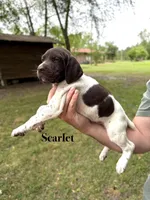 Scarlet , a female German Shorthaired Pointer for sale in Aynor, SC – 3 of 8