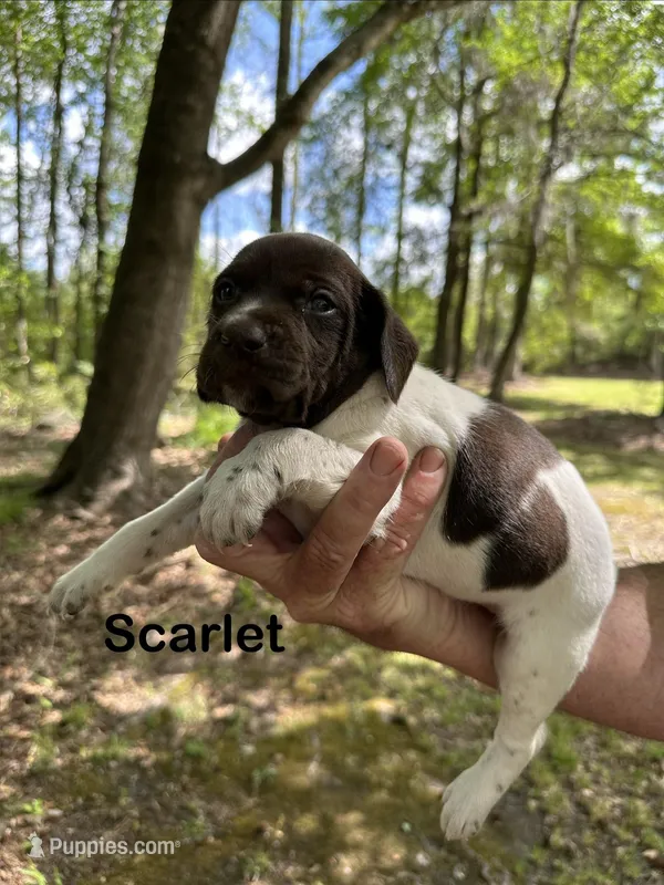 Scarlet  – German Shorthaired Pointer puppy for sale in Aynor, SC