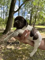 Scarlet , a female German Shorthaired Pointer for sale in Aynor, SC – 4 of 8