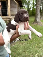 Scarlet , a female German Shorthaired Pointer for sale in Aynor, SC – 2 of 8