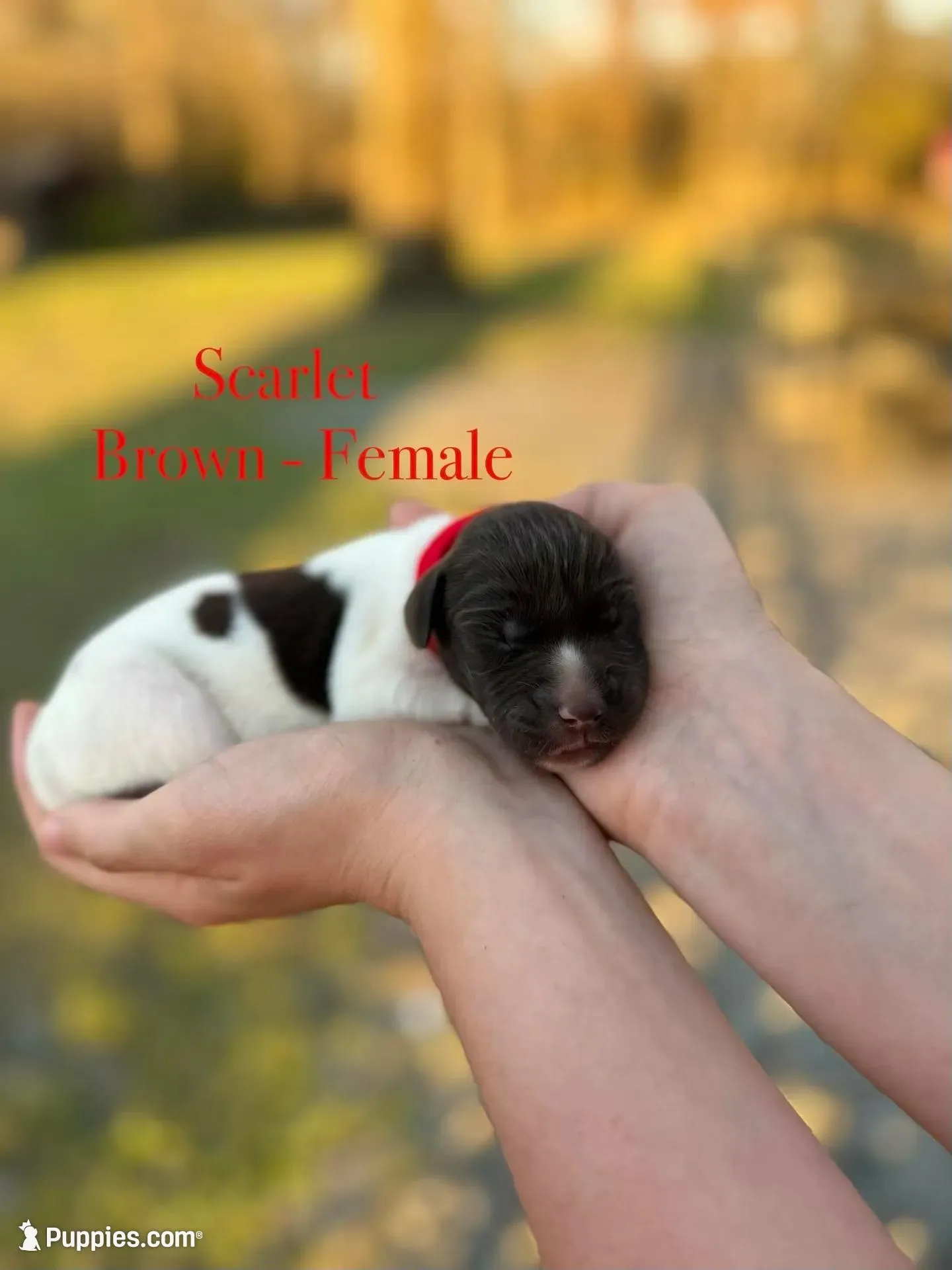 Scarlet , a female German Shorthaired Pointer for sale in Aynor, SC – Photo 3 of 3