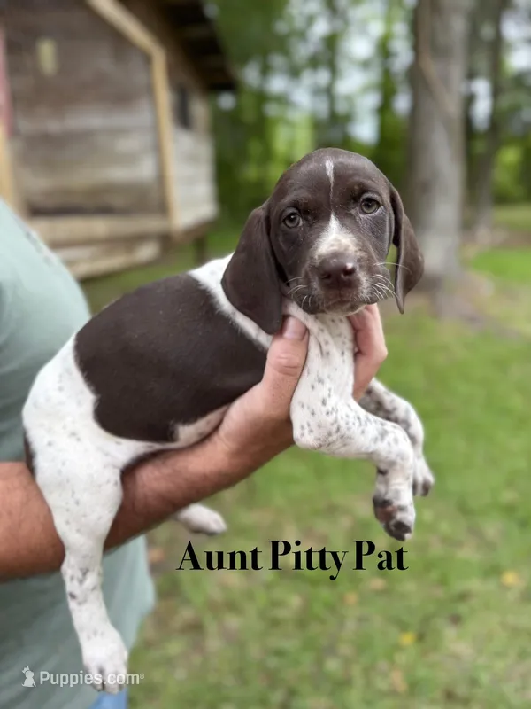 Aunt Pitty-Pat – German Shorthaired Pointer puppy for sale in Aynor, SC