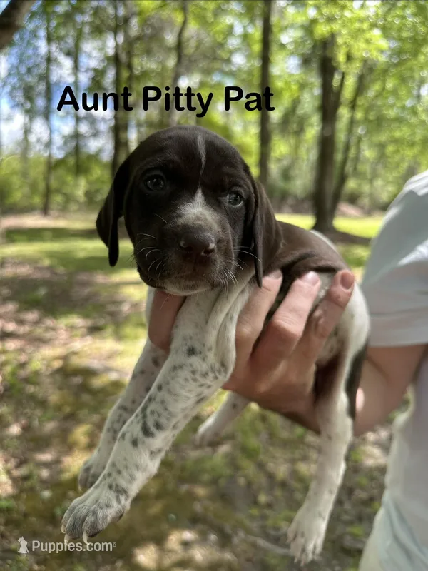Aunt Pitty-Pat – German Shorthaired Pointer puppy for sale in Aynor, SC