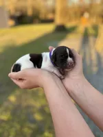 Aunt Pitty-Pat, a female German Shorthaired Pointer for sale in Aynor, SC – Photo 4 of 4