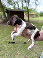 Aunt Pitty-Pat, a female German Shorthaired Pointer for sale in Aynor, SC – 2 of 8