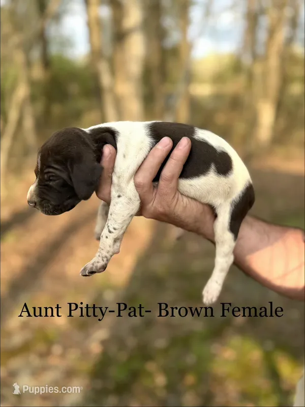 Aunt Pitty-Pat – German Shorthaired Pointer puppy for sale in Aynor, SC