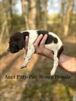 Aunt Pitty-Pat, a female German Shorthaired Pointer for sale in Aynor, SC – Photo 1 of 4