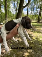 Aunt Pitty-Pat, a female German Shorthaired Pointer for sale in Aynor, SC – 4 of 8