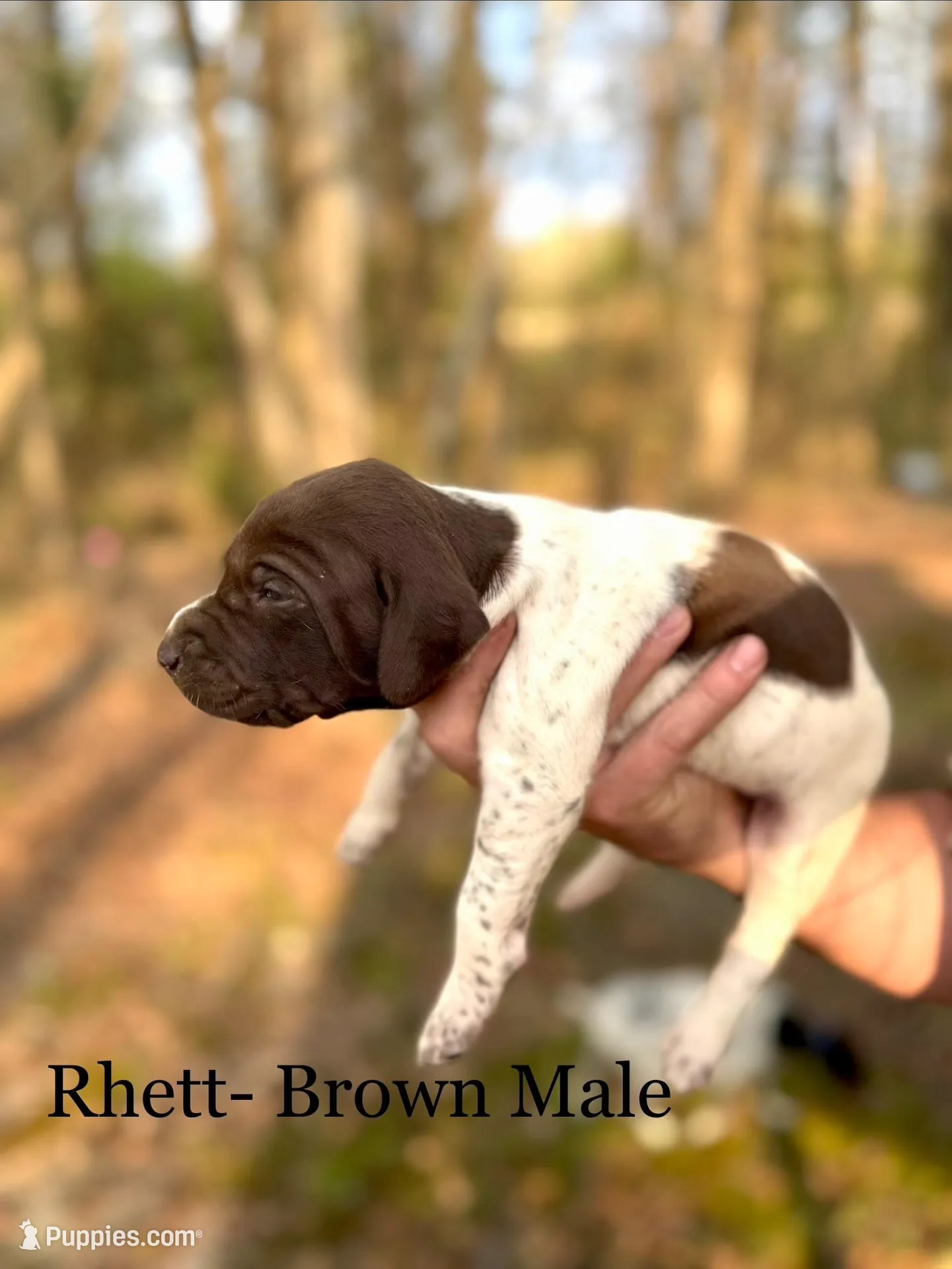 Rhett , a male German Shorthaired Pointer for sale in Aynor, SC – Photo 2 of 4