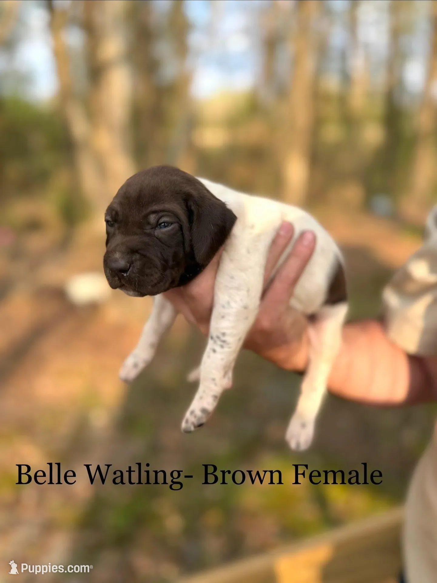 Belle Watling , a female German Shorthaired Pointer for sale in Aynor, SC – Photo 2 of 4