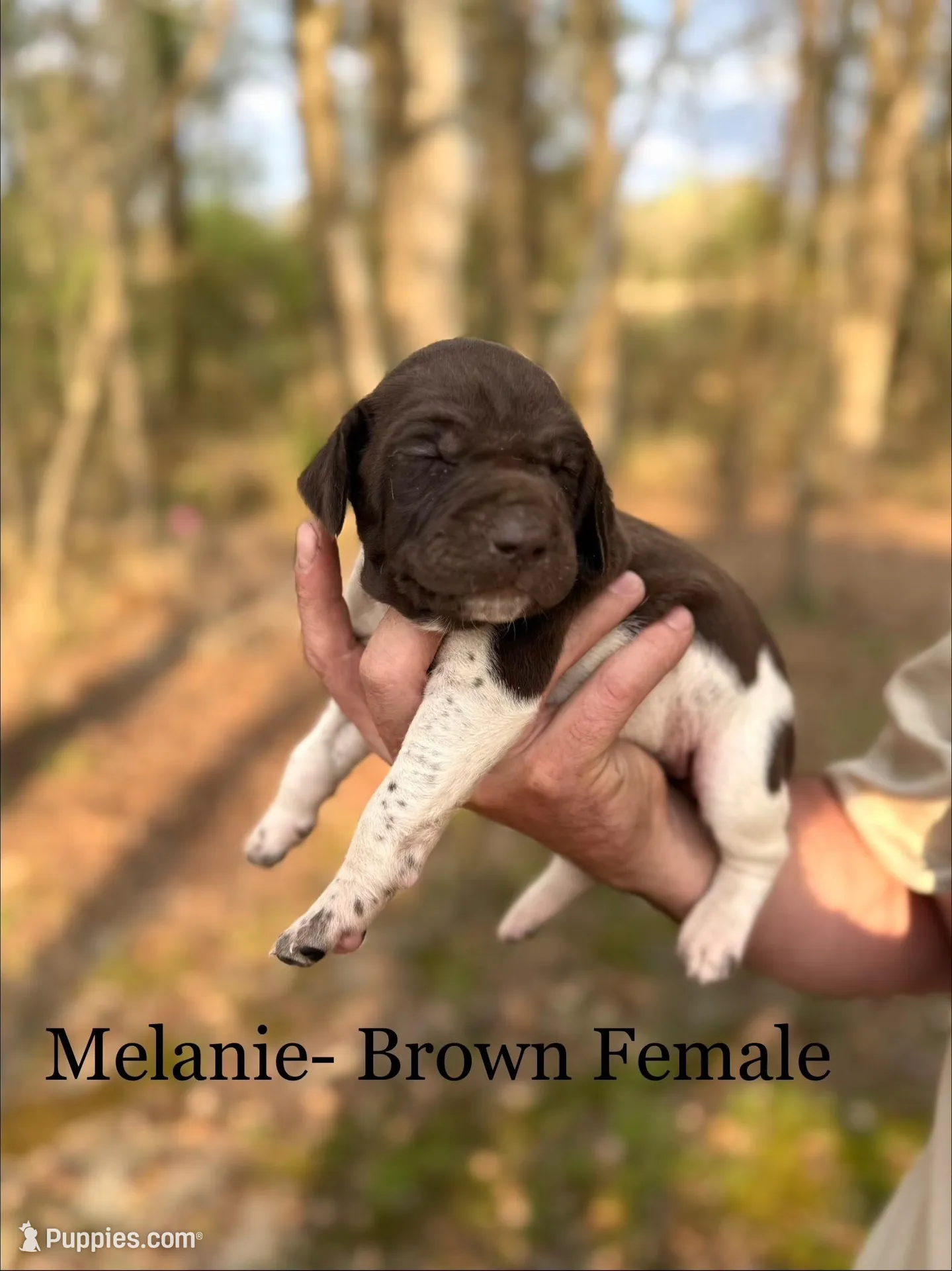 Melanie , a female German Shorthaired Pointer for sale in Aynor, SC – Photo 2 of 4