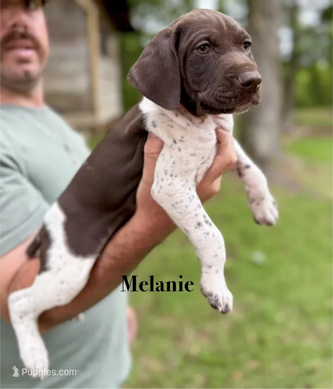Melanie  – German Shorthaired Pointer puppy on hold in Aynor, SC