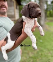Melanie , a female German Shorthaired Pointer for sale in Aynor, SC – 1 of 8