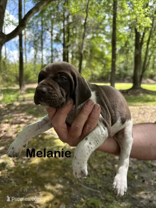 Melanie  – German Shorthaired Pointer puppy for sale in Aynor, SC