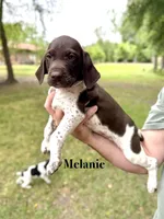 Melanie , a female German Shorthaired Pointer for sale in Aynor, SC – 2 of 8
