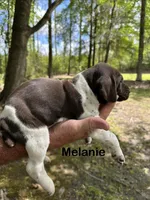 Melanie , a female German Shorthaired Pointer for sale in Aynor, SC – 4 of 8