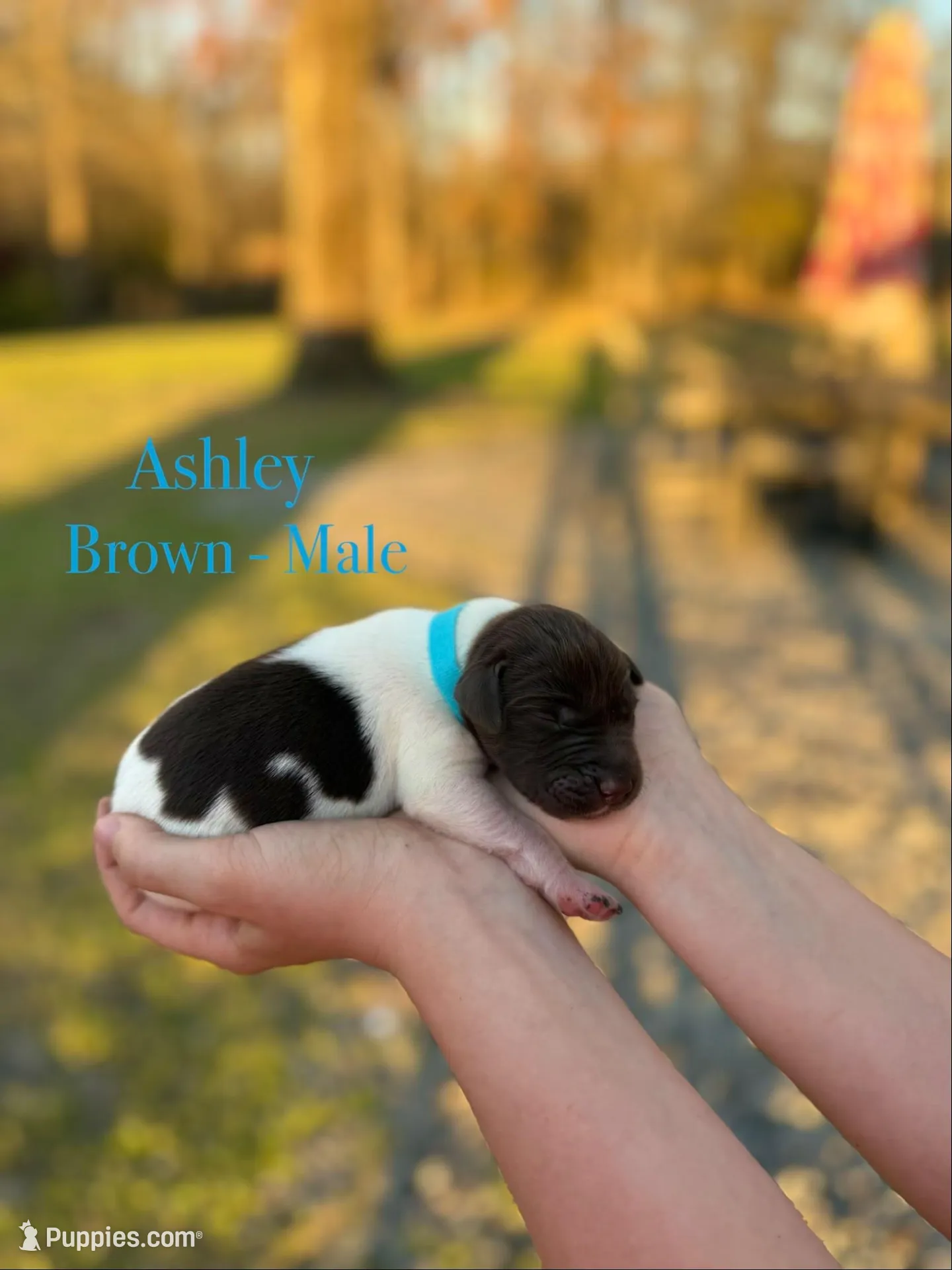 Ashley , a male German Shorthaired Pointer for sale in Aynor, SC – Photo 3 of 4