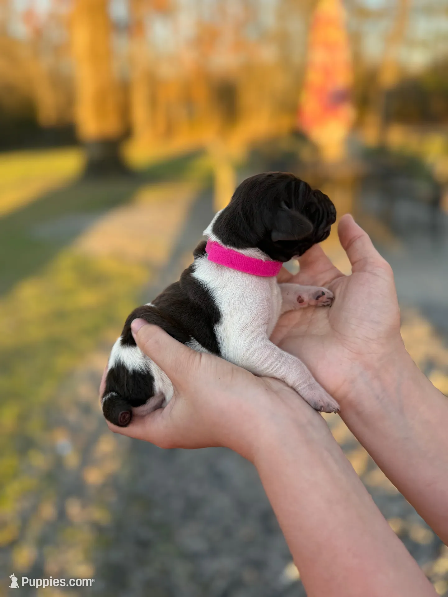 Melanie , a female German Shorthaired Pointer for sale in Aynor, SC – Photo 4 of 4