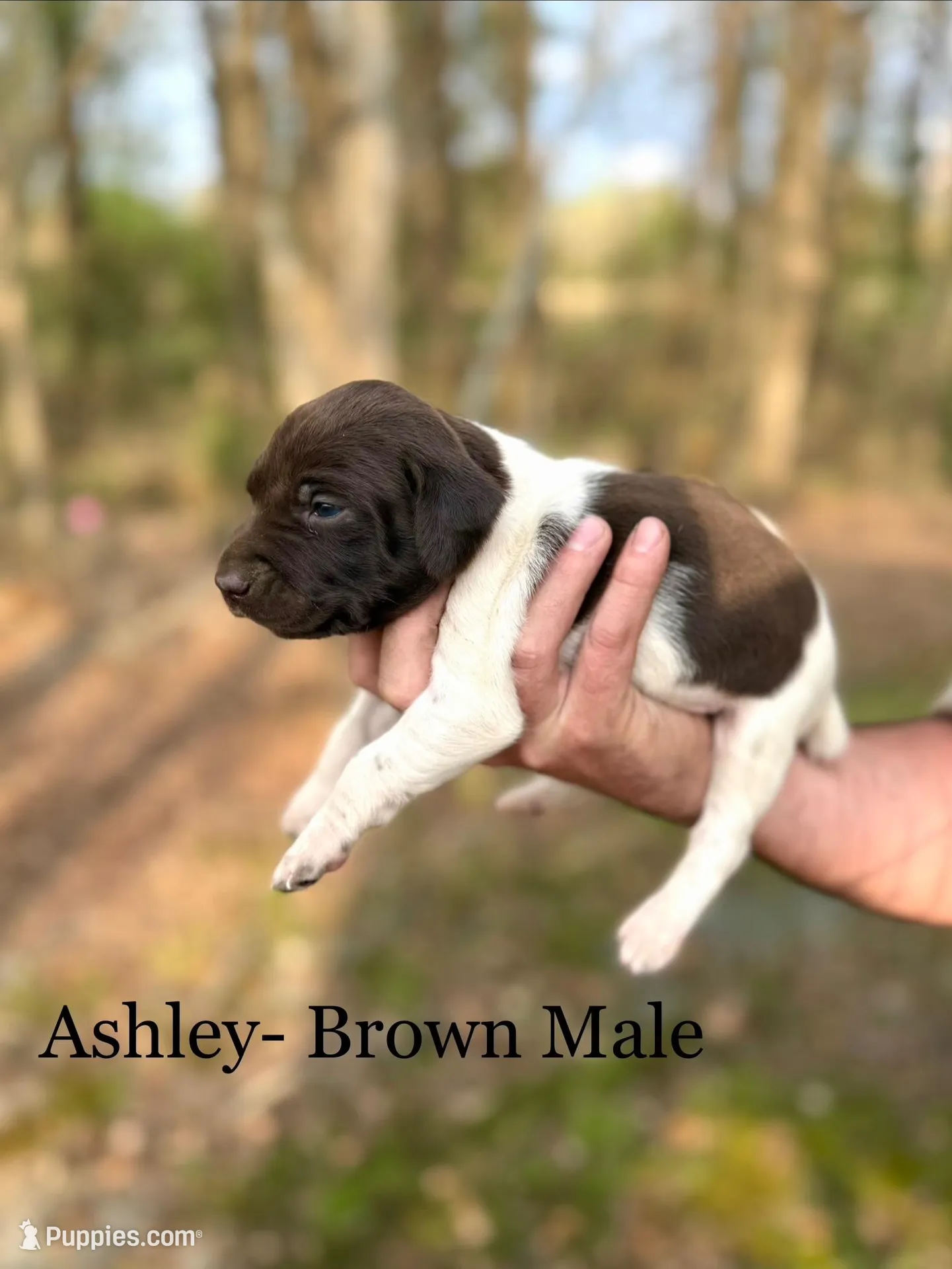 Ashley  – German Shorthaired Pointer puppy for sale in Aynor, SC