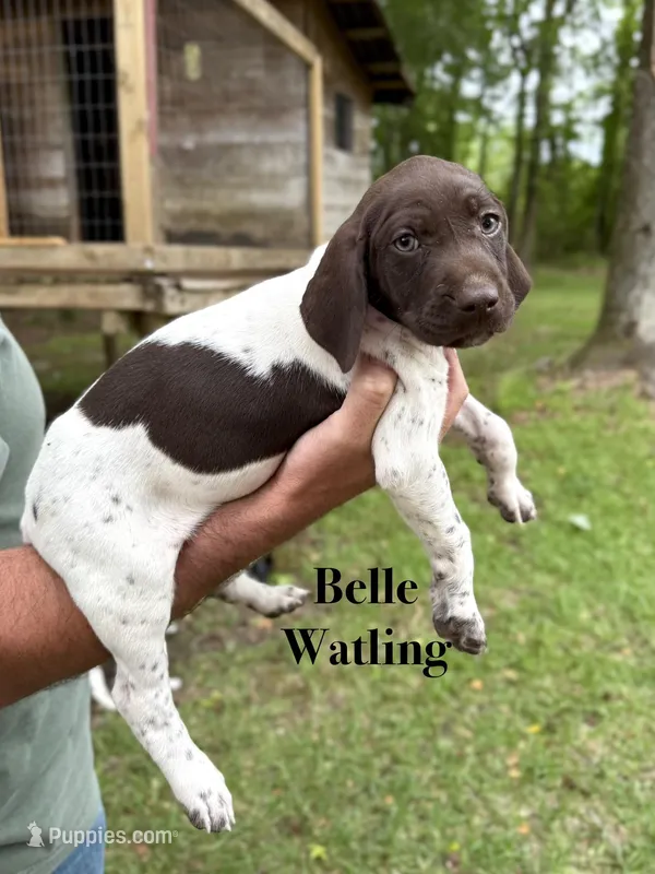 Belle Watling  – German Shorthaired Pointer puppy for sale in Aynor, SC