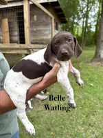 Belle Watling , a female German Shorthaired Pointer for sale in Aynor, SC – 2 of 8