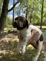 Belle Watling , a female German Shorthaired Pointer for sale in Aynor, SC – 4 of 8