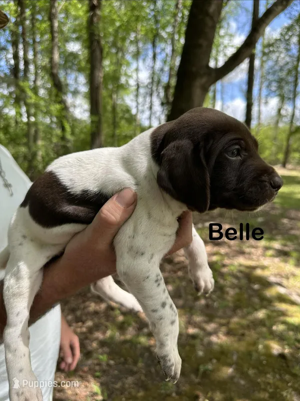 Belle Watling  – German Shorthaired Pointer puppy for sale in Aynor, SC