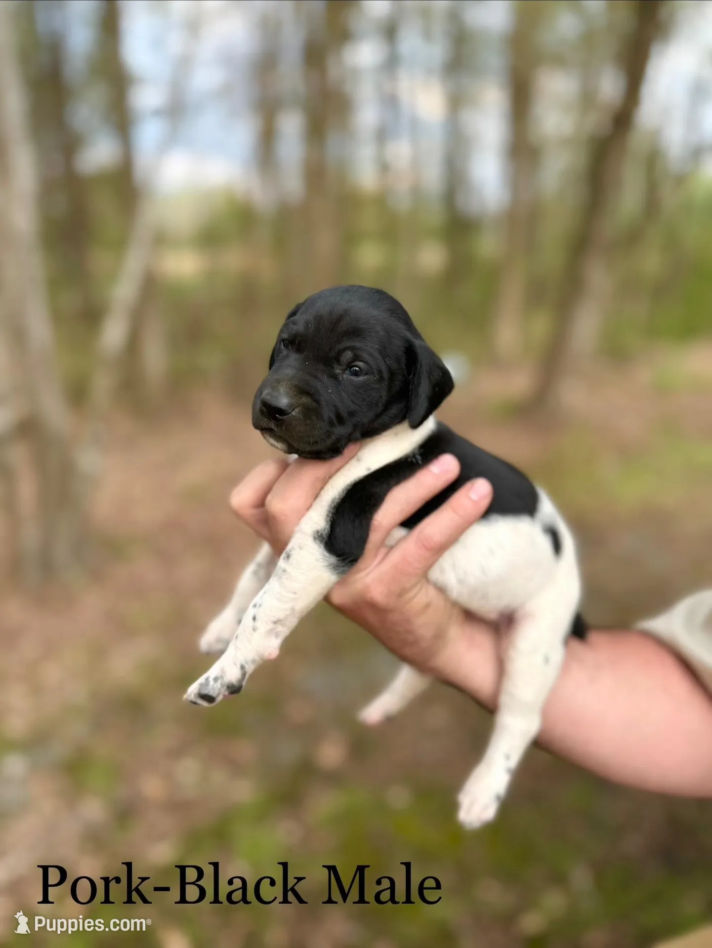 Pork , a male German Shorthaired Pointer for sale in Aynor, SC – Photo 2 of 3