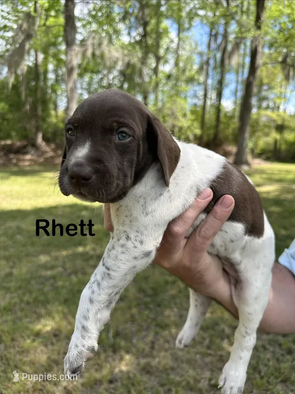 Rhett  – German Shorthaired Pointer puppy for sale in Aynor, SC