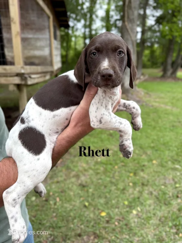 Rhett  – German Shorthaired Pointer puppy for sale in Aynor, SC