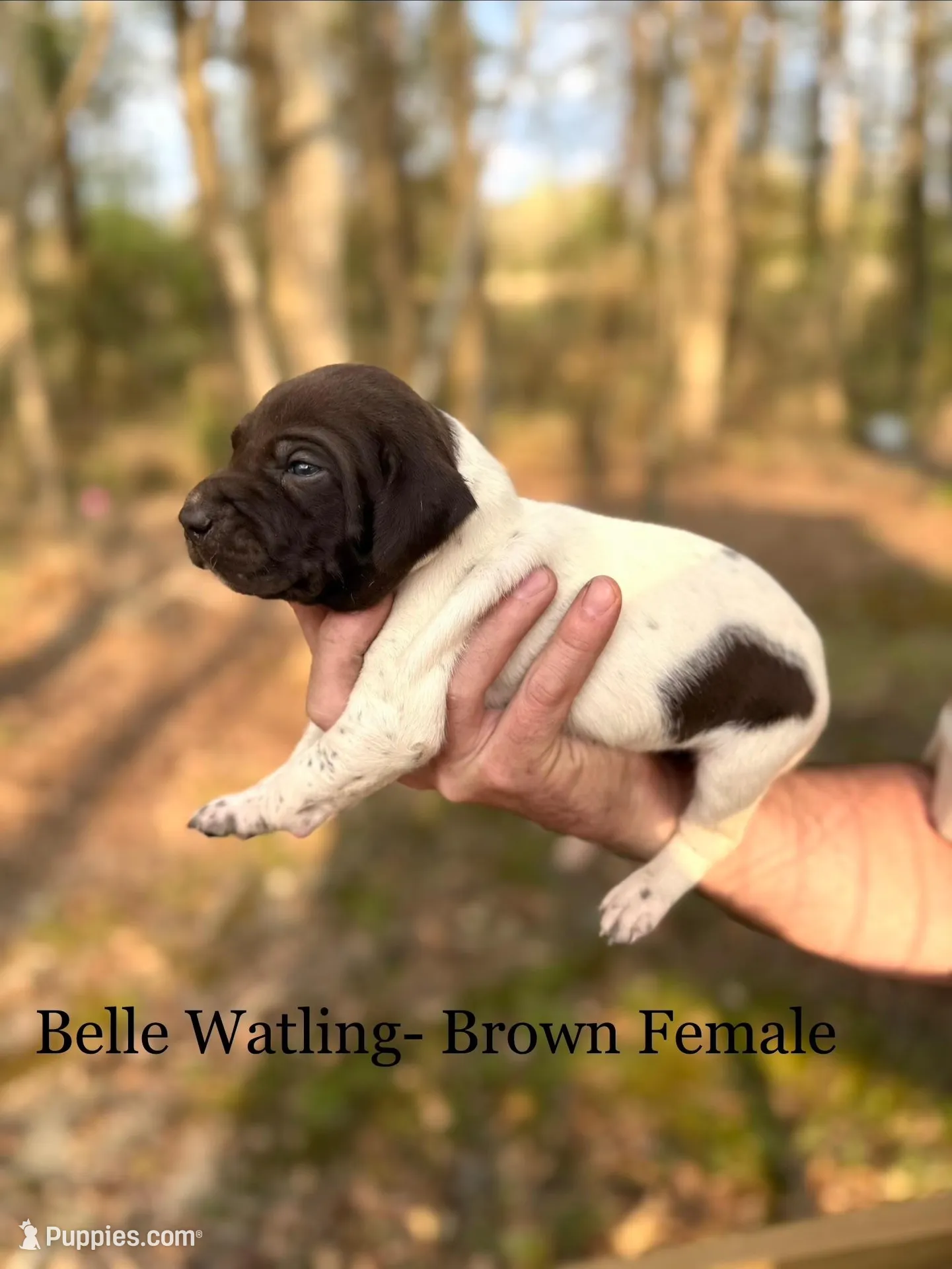 Belle Watling  – German Shorthaired Pointer puppy for sale in Aynor, SC