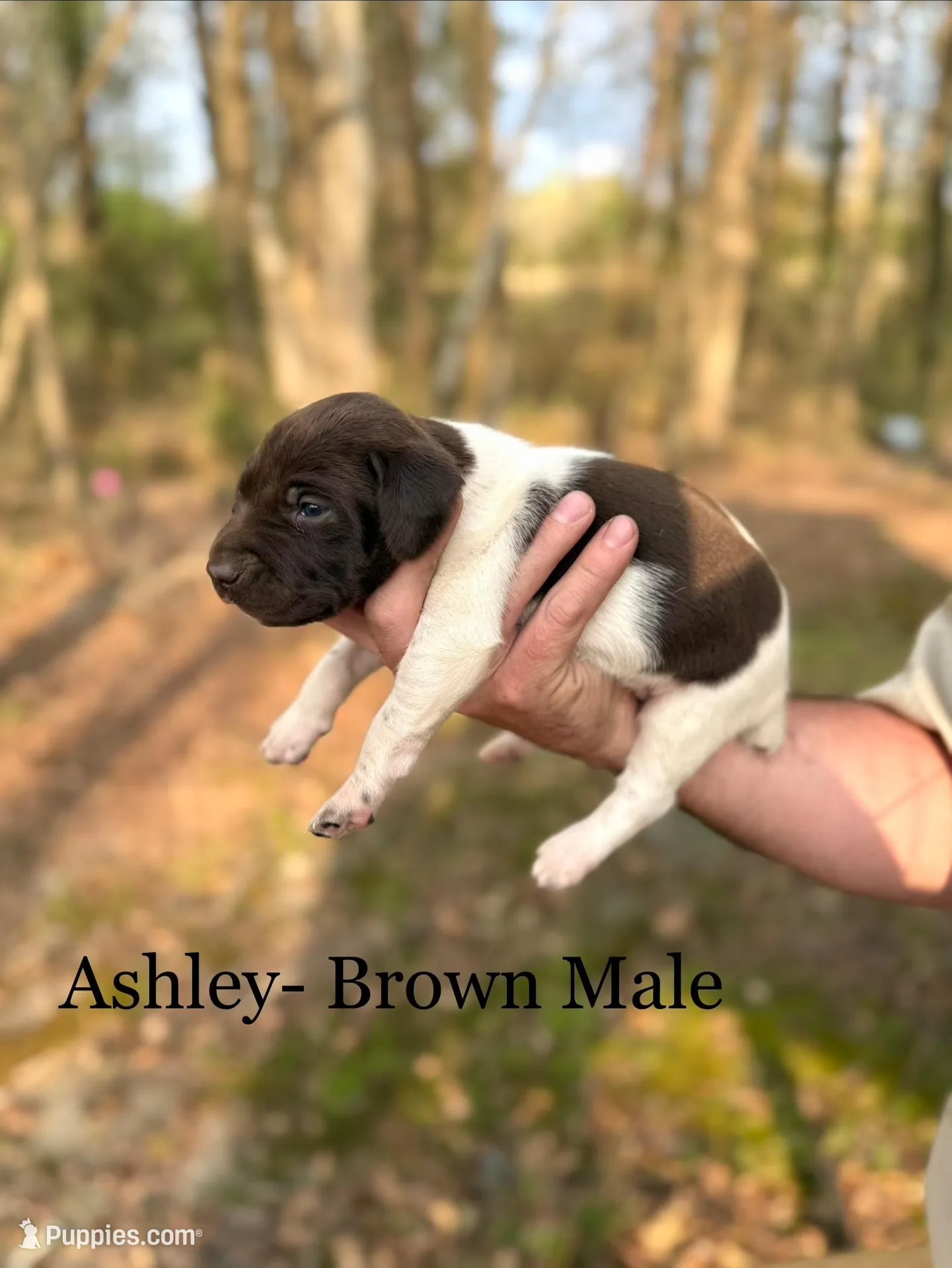 Ashley , a male German Shorthaired Pointer for sale in Aynor, SC – Photo 2 of 4