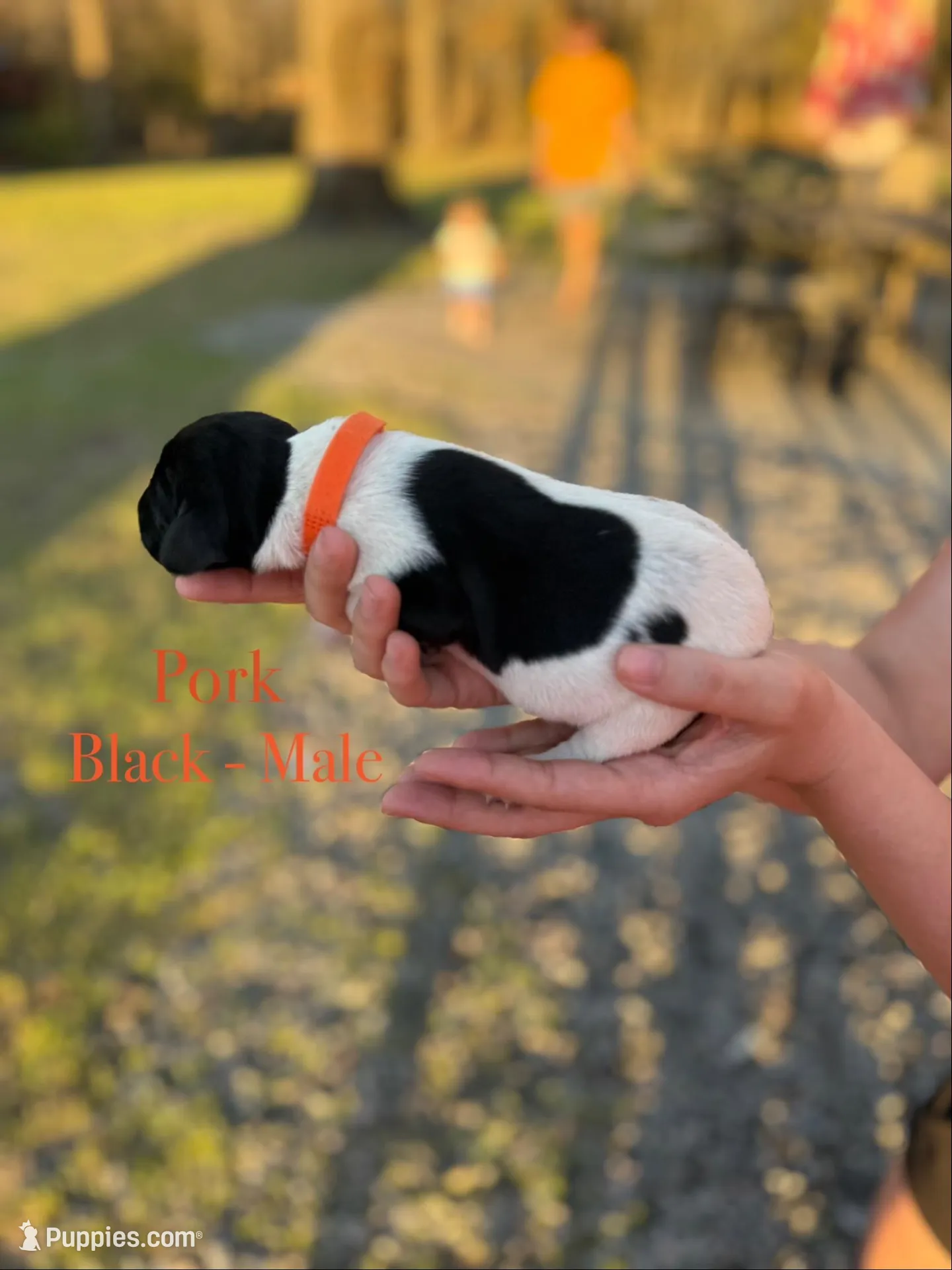 Pork , a male German Shorthaired Pointer for sale in Aynor, SC – Photo 3 of 3