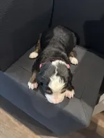 processed/b6e9e341-94ae-492f-befd-489509c00e49/listing/c3af269c-565a-4dfb-ab04-18cab42e7746/7644b68d-c658-489d-94b4-b475328365fd