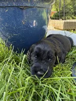 Lambo (Red Collar), a male Goldendoodle for sale in Dix Hills, NY – 2 of 10